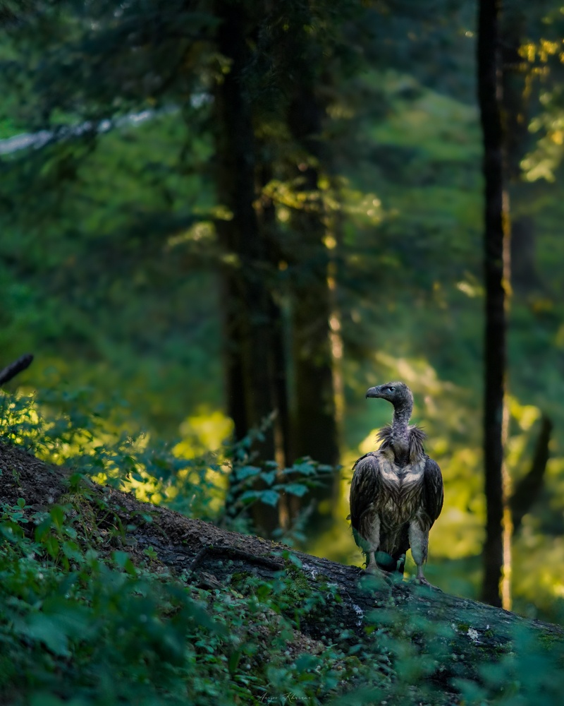A chance meeting with Himalayan Vultures in Shimla – Aarzoo Khurana