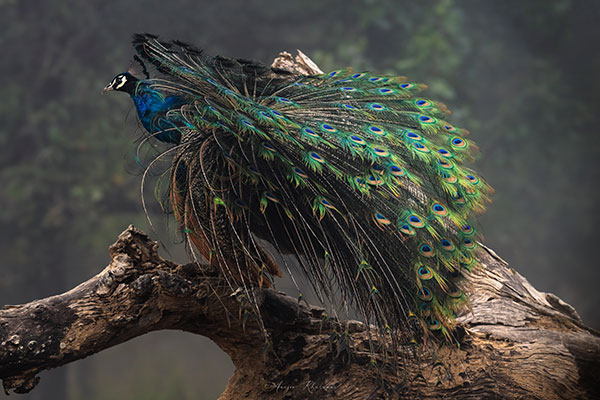 peacock2