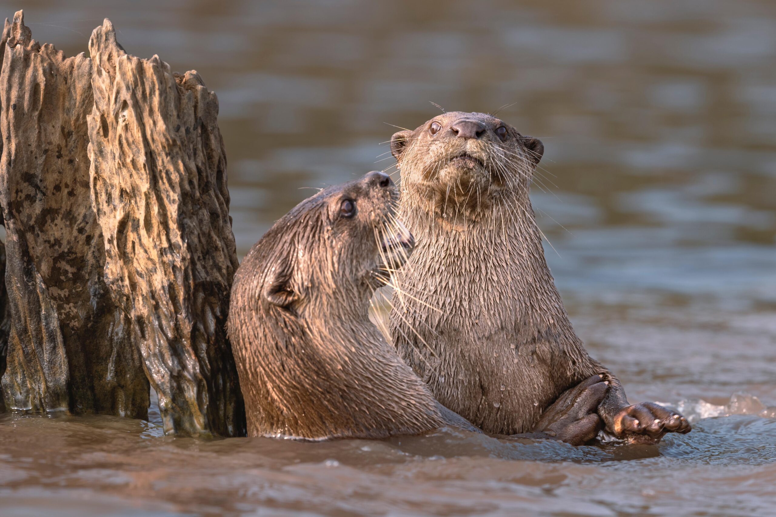 Chatty Otters