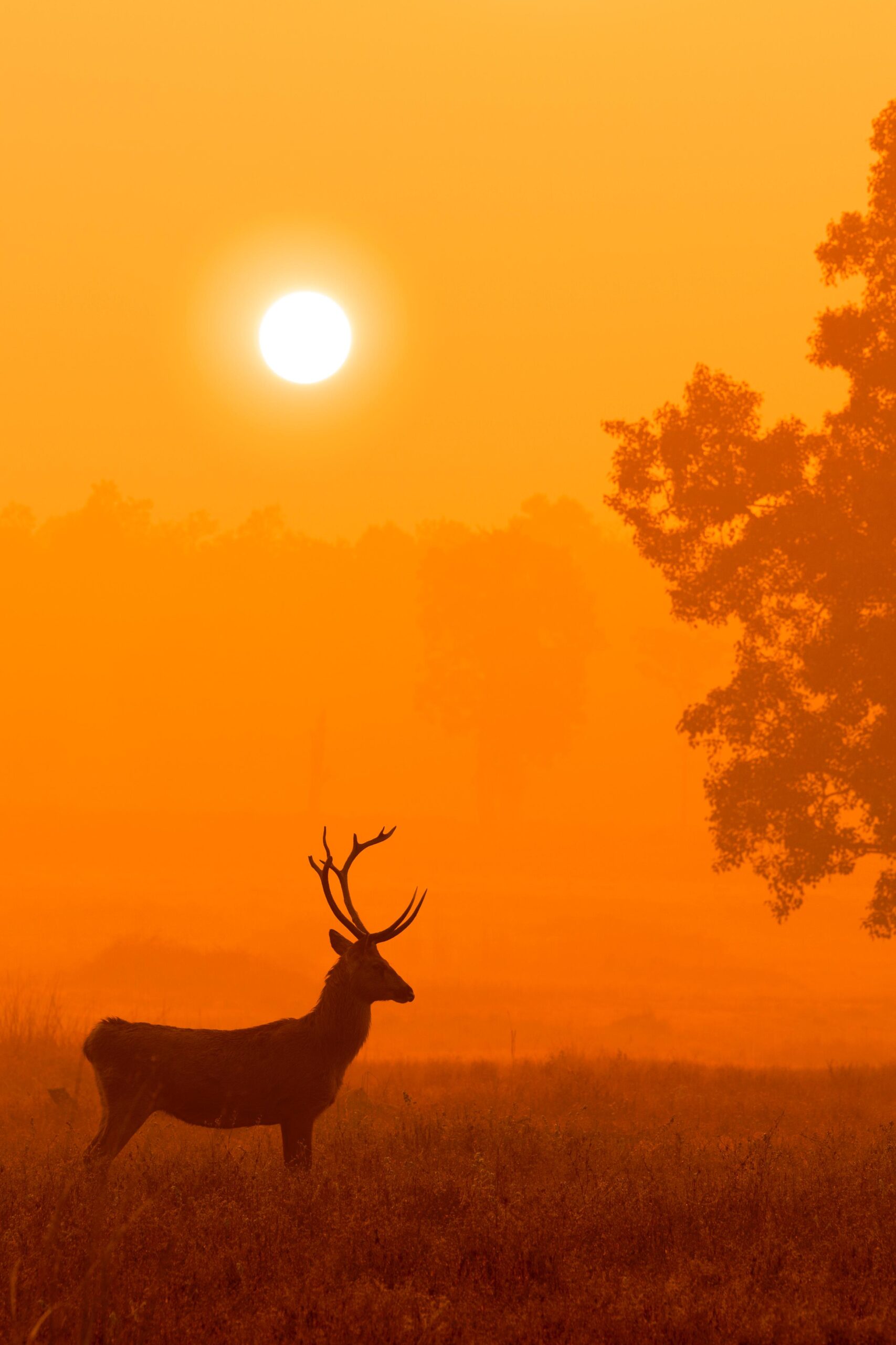 Gold-washed Barasingha