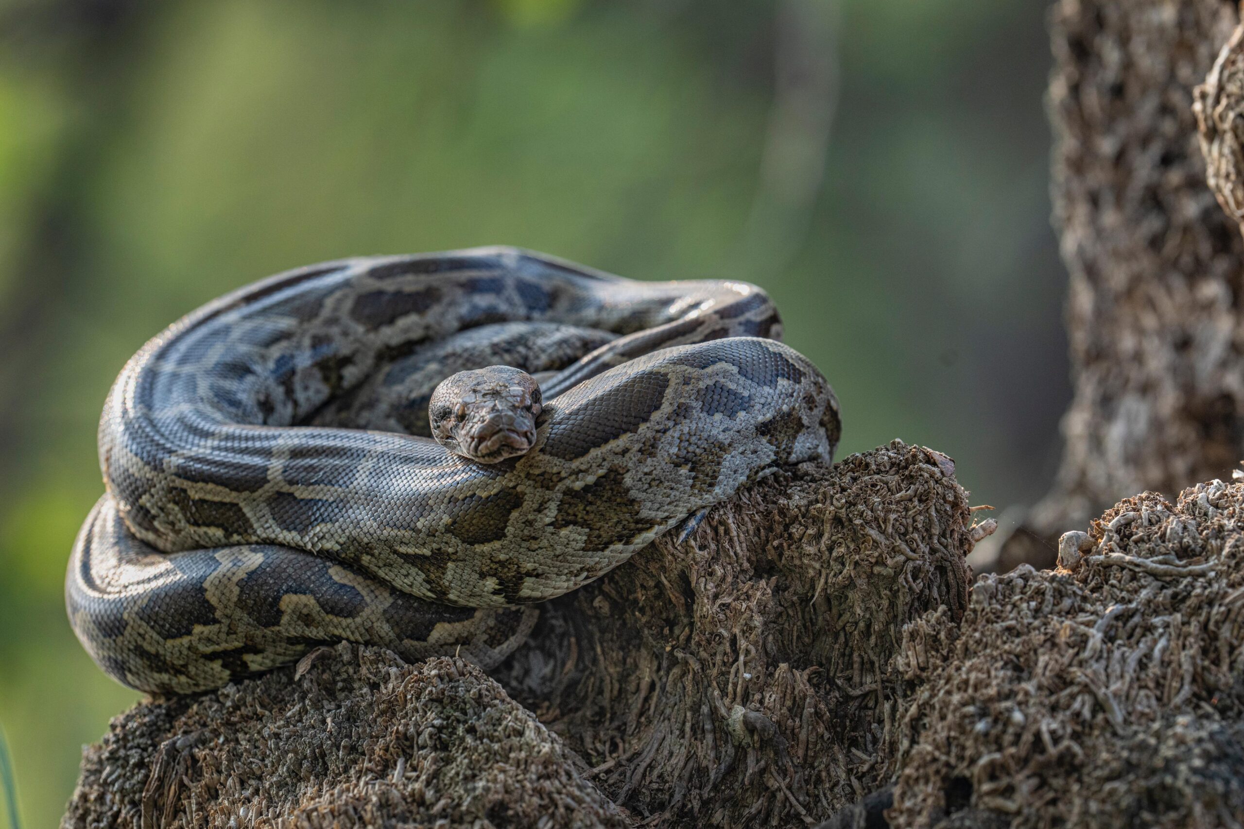 Coiled Constrictor