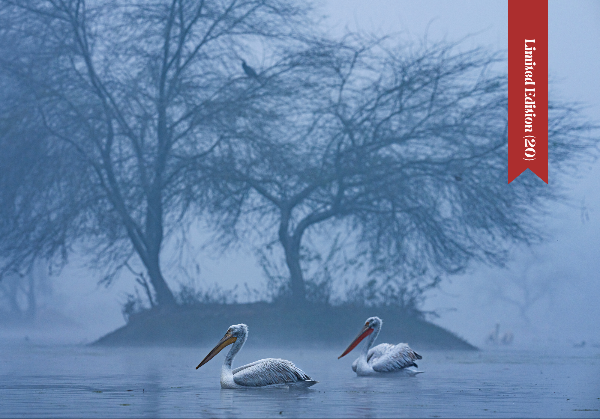 Pelicans Pretty, Dreamy Morning