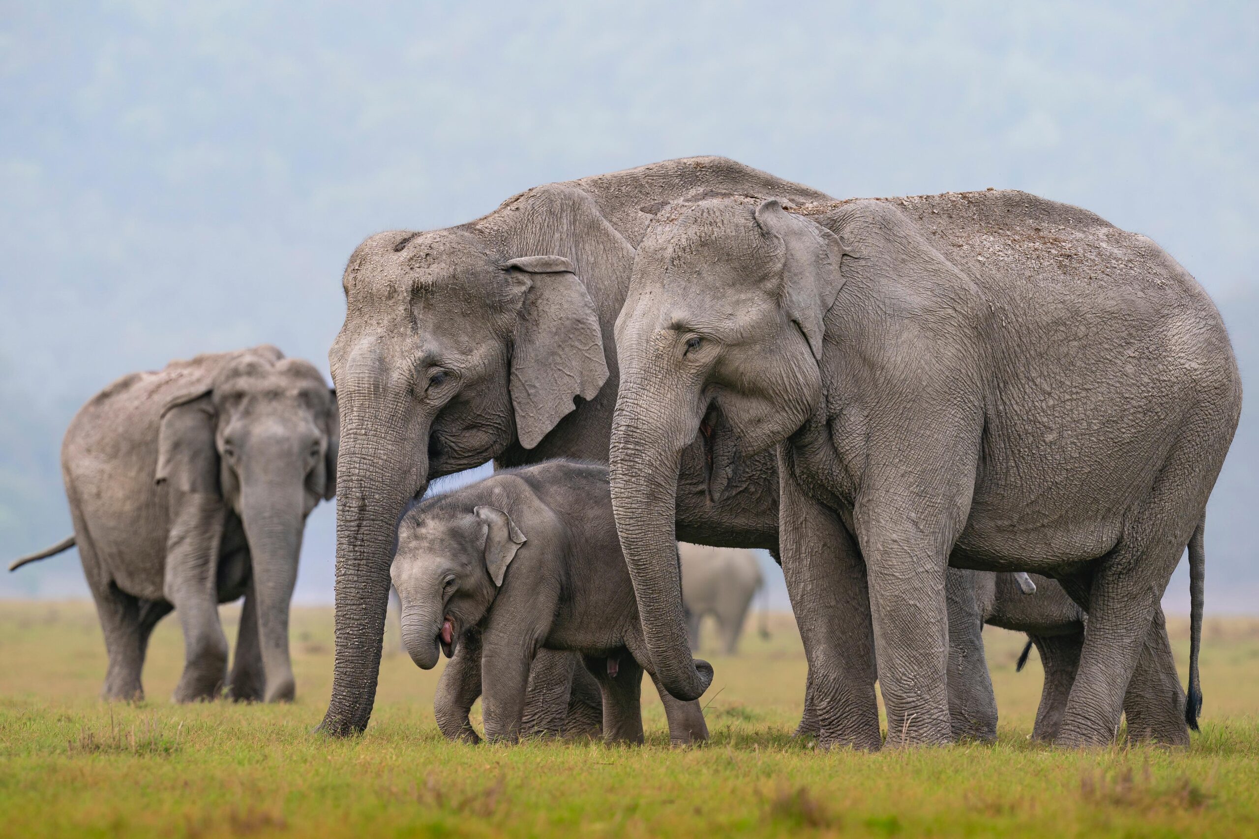 Family Huddle