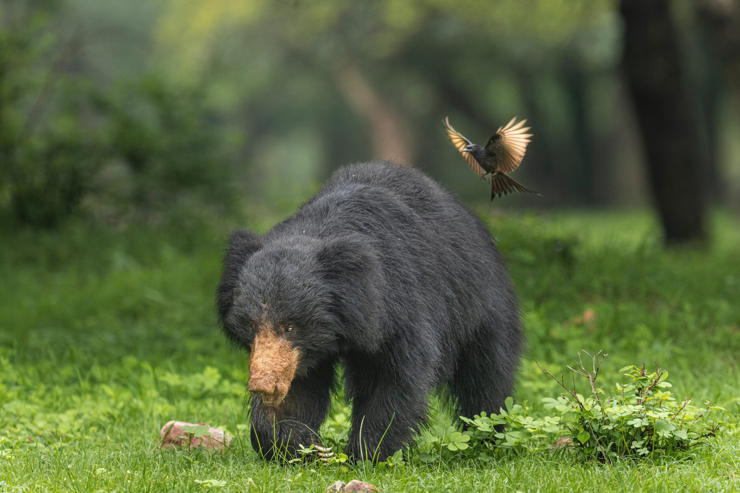 Fur and Beak