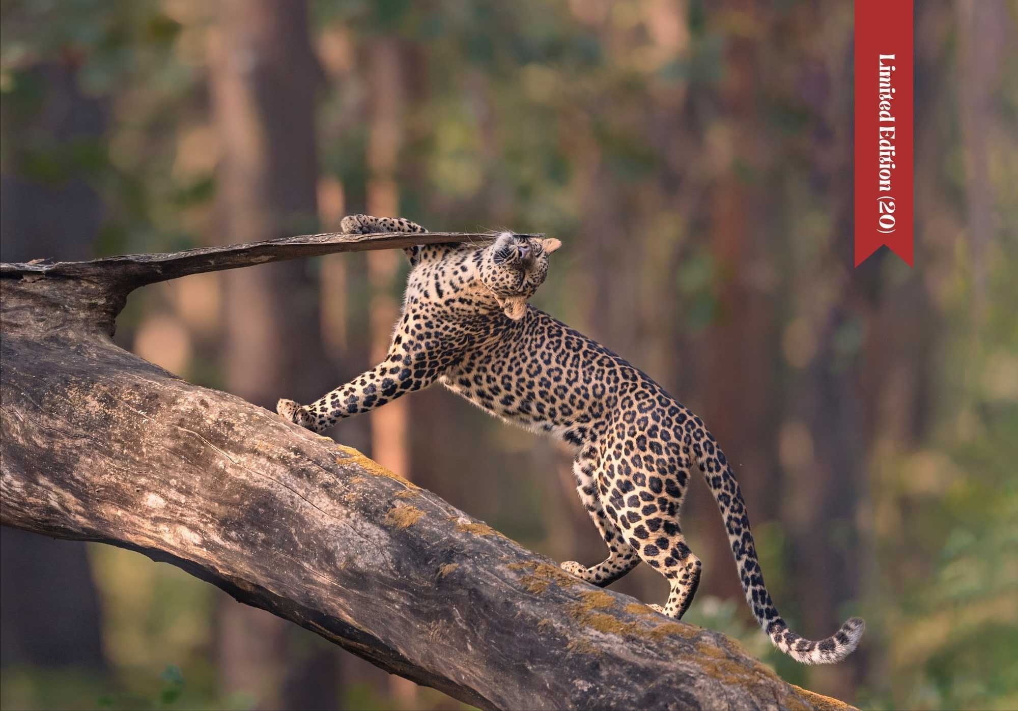 Marking Leopard