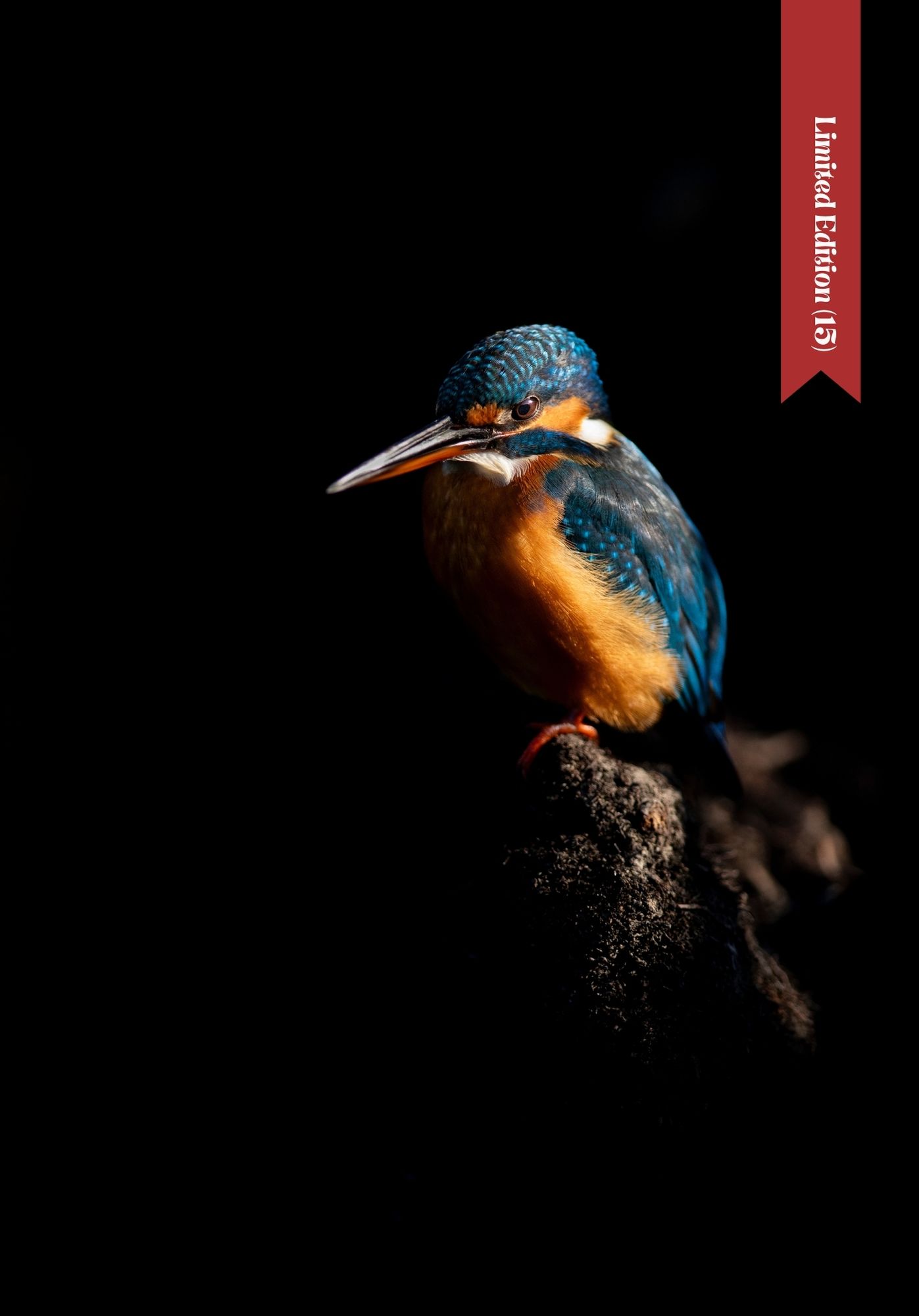 Common Kingfisher, Uncommonly Pretty