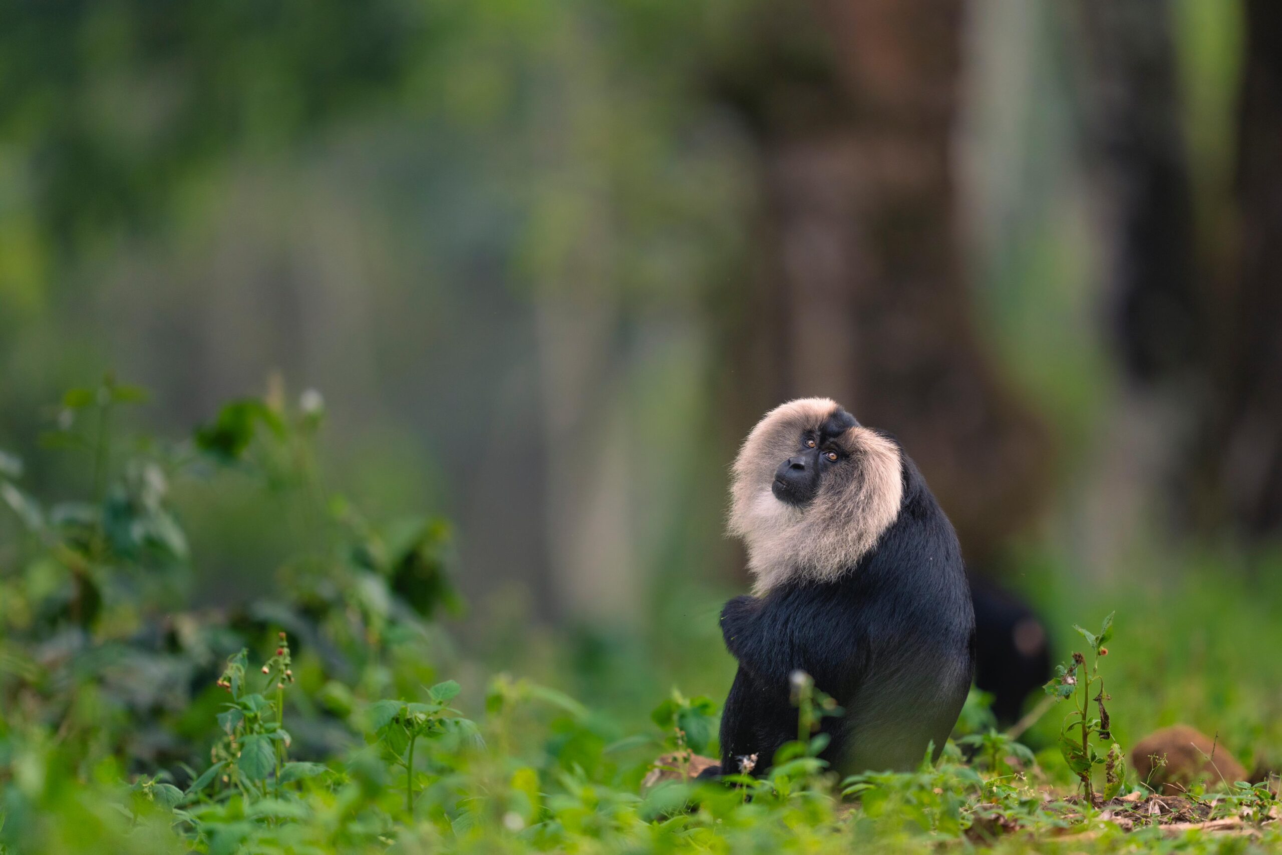 Macaque Extraordinaire