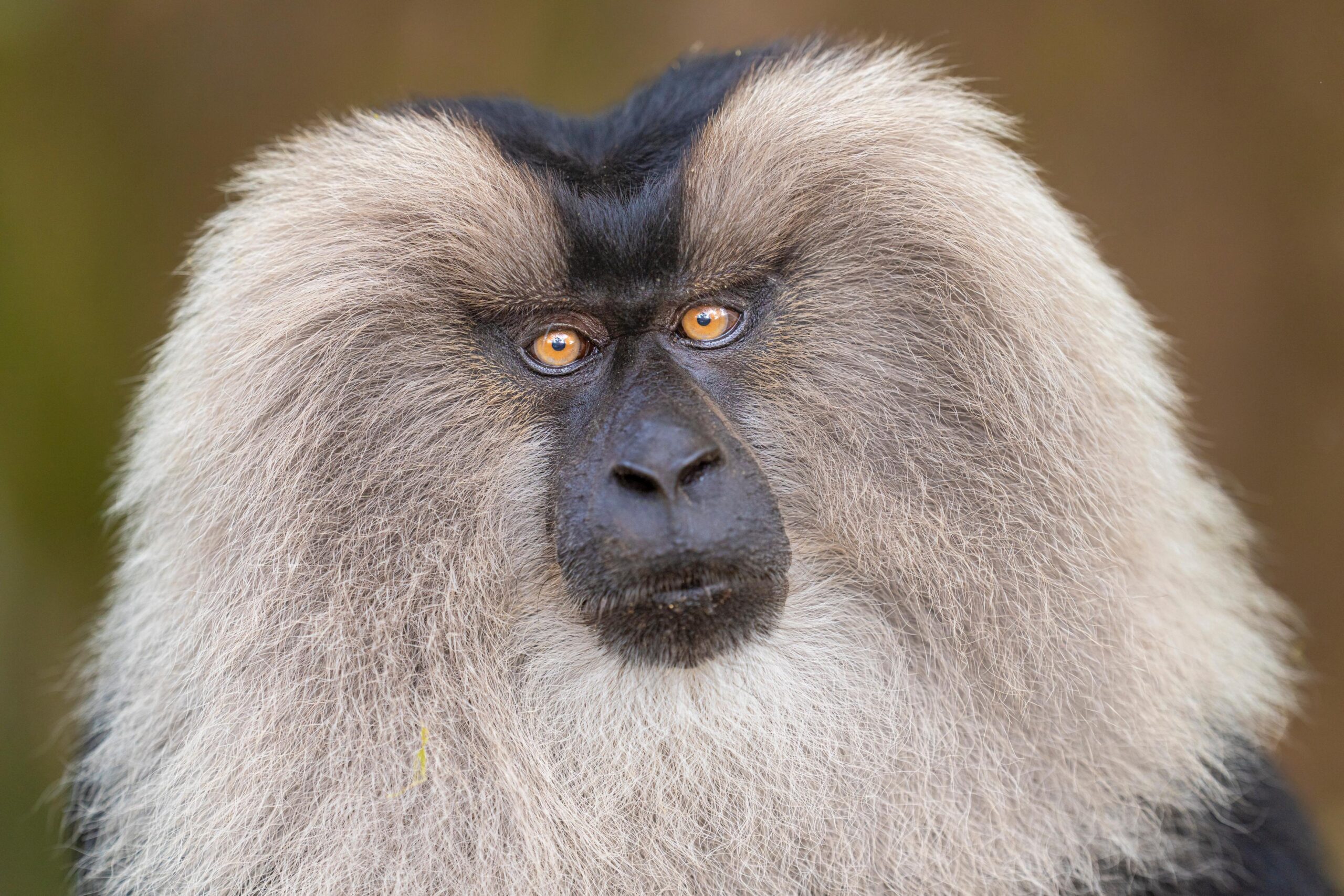 Maned Macaque