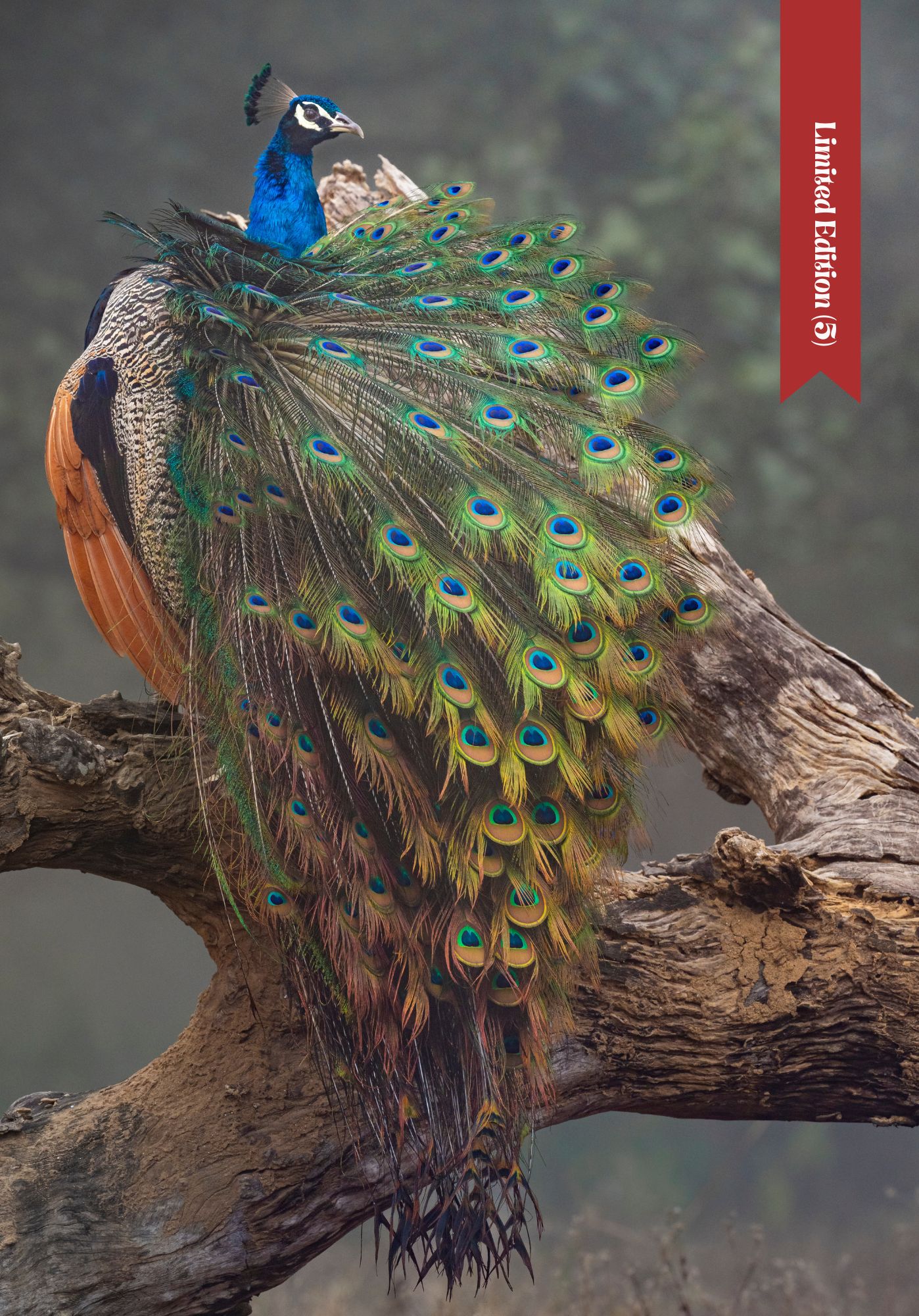 peacock