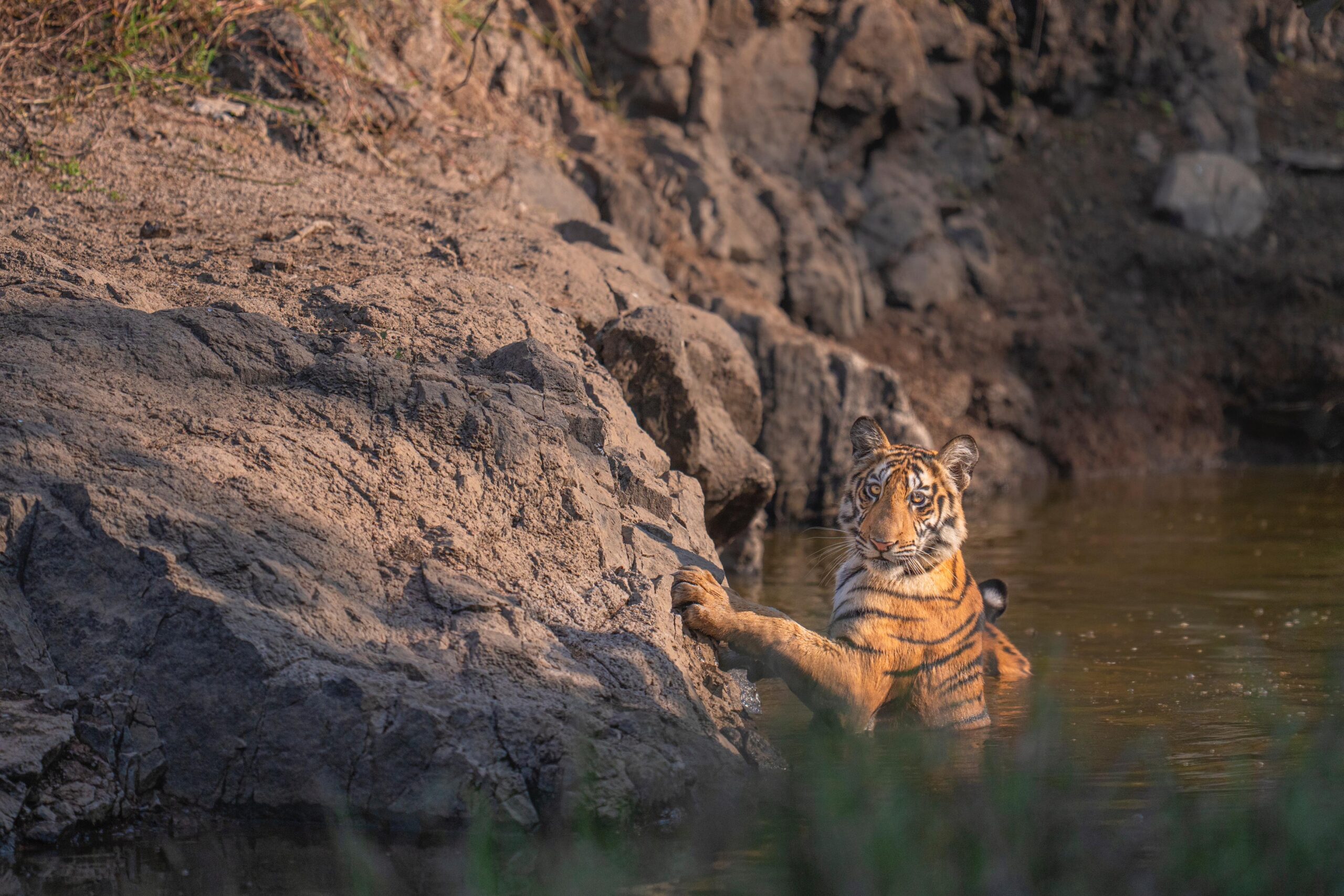 Quick Dip