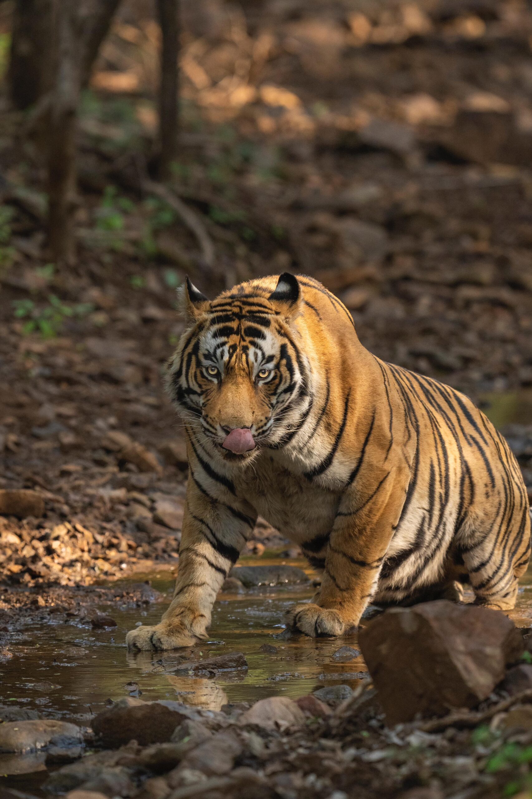 Master Hunter of Ranthambore