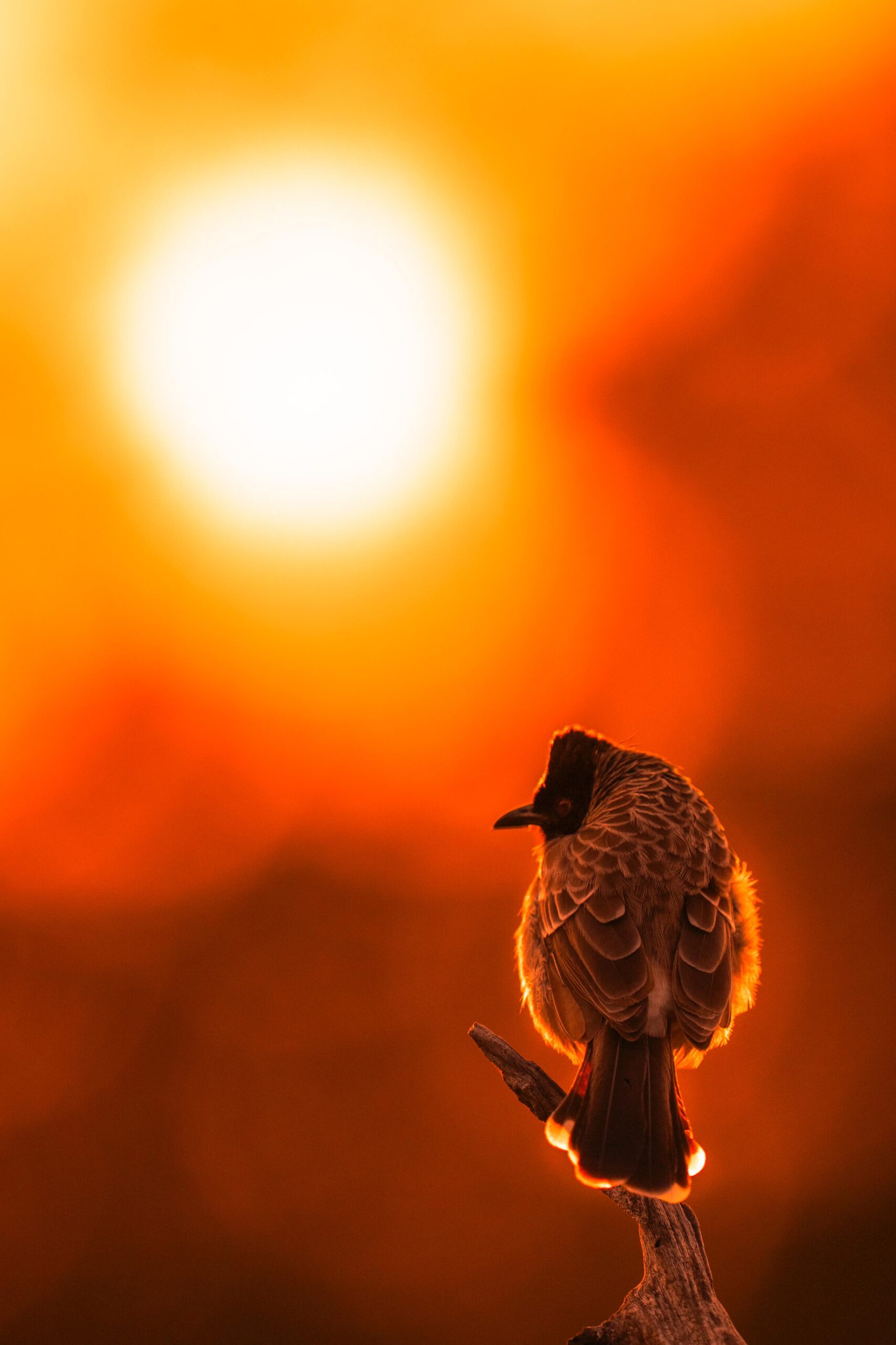 Sun-warmed Bulbul in Ranthambore